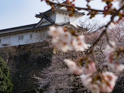 姫路城　今日の主役は城じゃなく桜