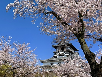 犬山城の桜 2019