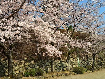 本丸跡石垣と桜