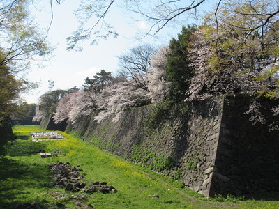 二の丸の空堀の桜と菜の花