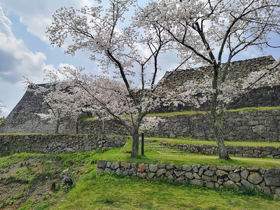 石垣(桜の季節2019)