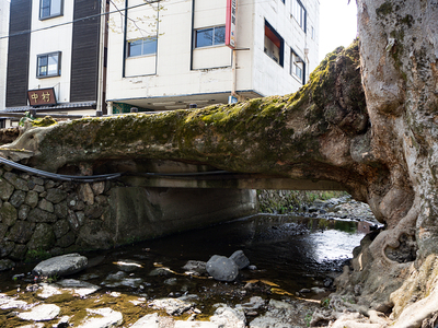 天然記念物　大ケヤキ　「木の根橋」