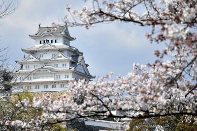 大天守に桜