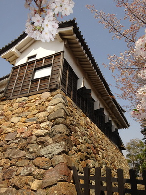 付櫓と桜