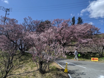 法憧院曲輪南側の桜