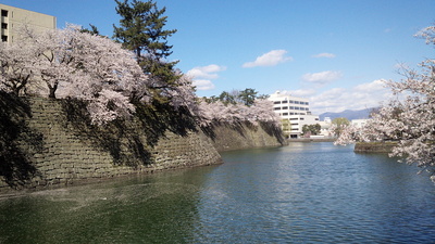 桜満開の石垣