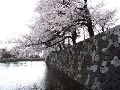 桜と内堀