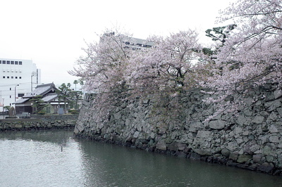 月見櫓跡の桜
