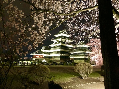桜の雨に打たれる松本城