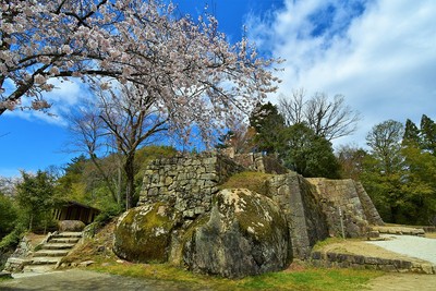 大矢倉石垣と桜