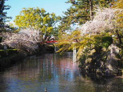 桜と神橋