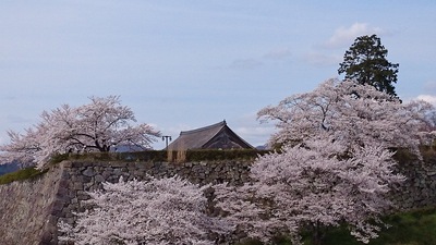 桜に包まれる篠山城
