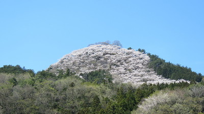 桜に覆われた城址