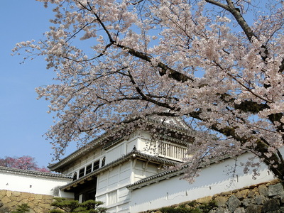 菱の門と桜