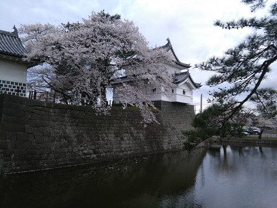 新発田城辰巳櫓と桜