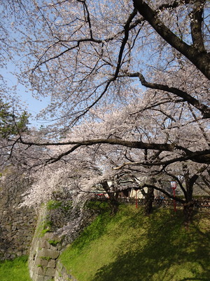 正門前の桜並木