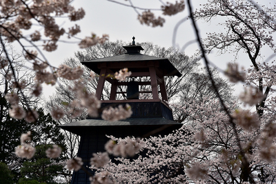 桜の中の鐘楼