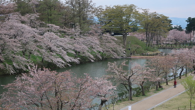 桜並木(上越市歴史博物館屋上から)