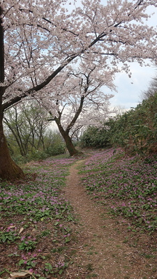 桜とカタクリの花(本丸跡下)