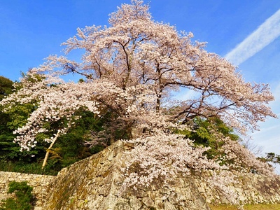 桜と大手門石垣