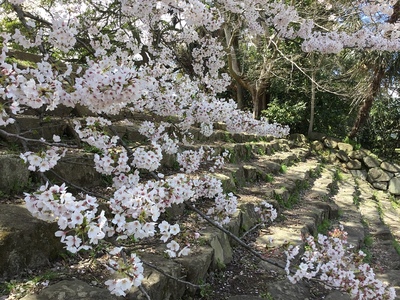 雁木と桜