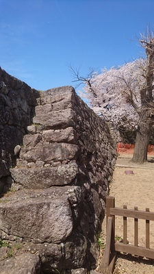 石垣と桜