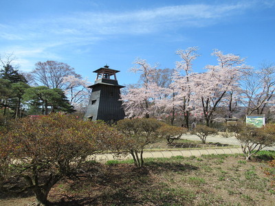 鐘楼と桜