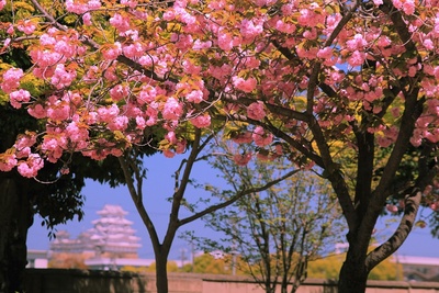 埋門からの姫路城と八重桜
