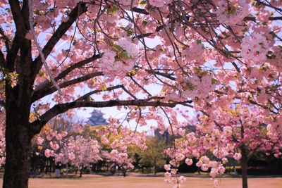 県立歴史博物館東側の八重桜