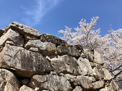 桜と矢穴（大手門石垣）