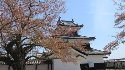 おとめ桜と御三階櫓