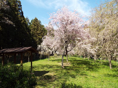 馬場跡の桜