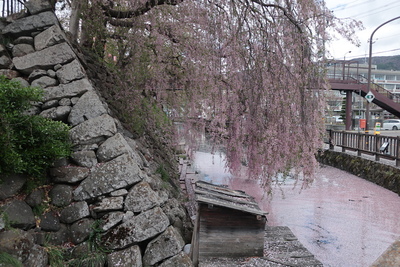 石垣と枝下桜