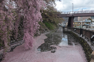 水堀と枝下桜