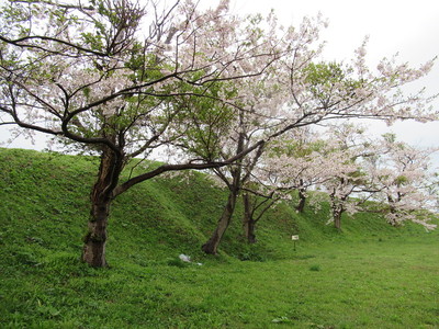 大土塁脇の桜