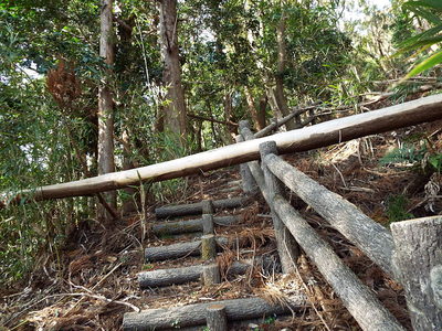 倒木の登城階段