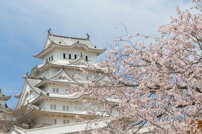 桜に染まる姫路城