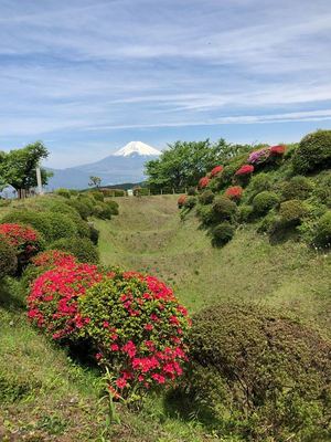 富士山、畝堀そして躑躅