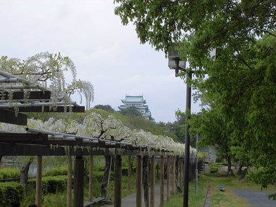 名古屋城と藤の花(白)