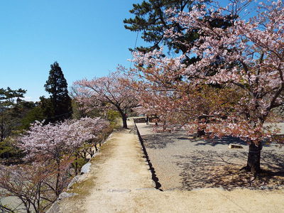 石垣上と桜