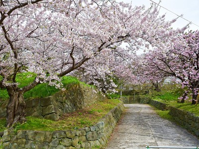 御番所跡石垣と桜
