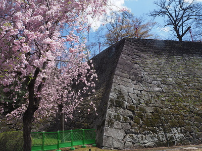 高石垣と枝垂桜