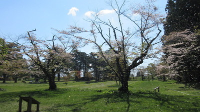 桜吹雪の陣屋跡