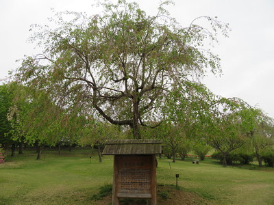 東善寺館の実のなる木