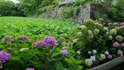 南曲輪の石垣(紫陽花と堀を埋め尽くす蓮)