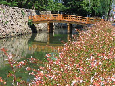 アベリアと数寄屋橋 2019