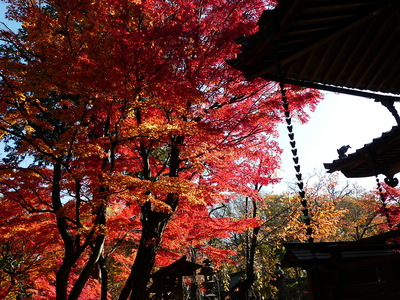 懐古神社の紅葉