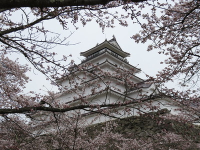 天守と桜