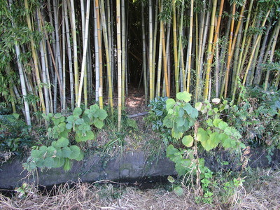 竹藪の中への入口