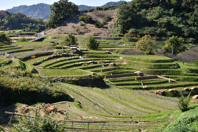 棚田